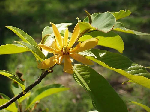 Gelbe Blüte in einem grünen Garten
